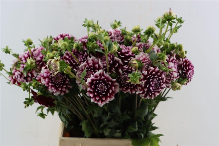 <h4>Dahlia Checkers</h4>
