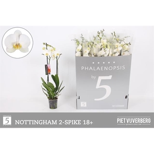 PHAL AN NOTTINGHAM