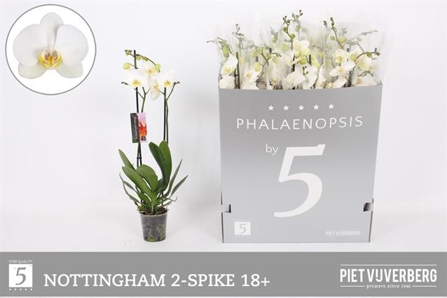 PHAL AN NOTTINGHAM