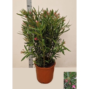 NERI OLEANDER