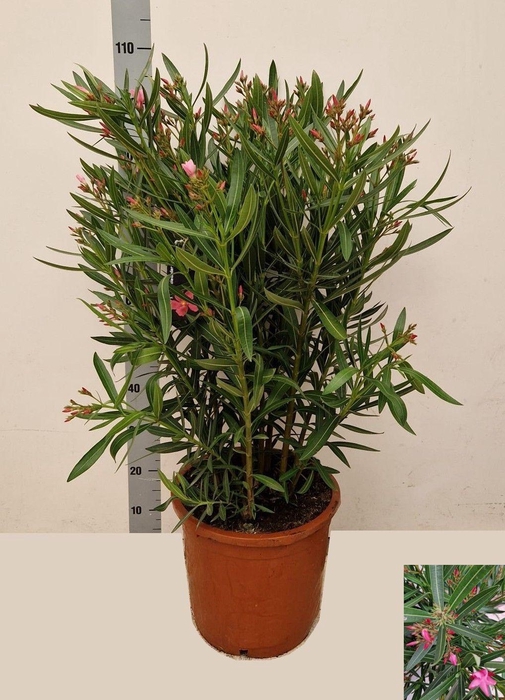 <h4>NERI OLEANDER</h4>