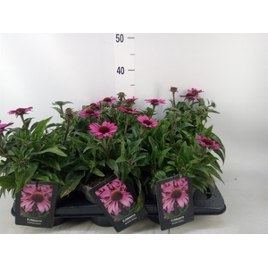 Echinacea   ...
