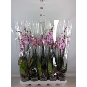 Phalaenopsis  'FC Magic Art'