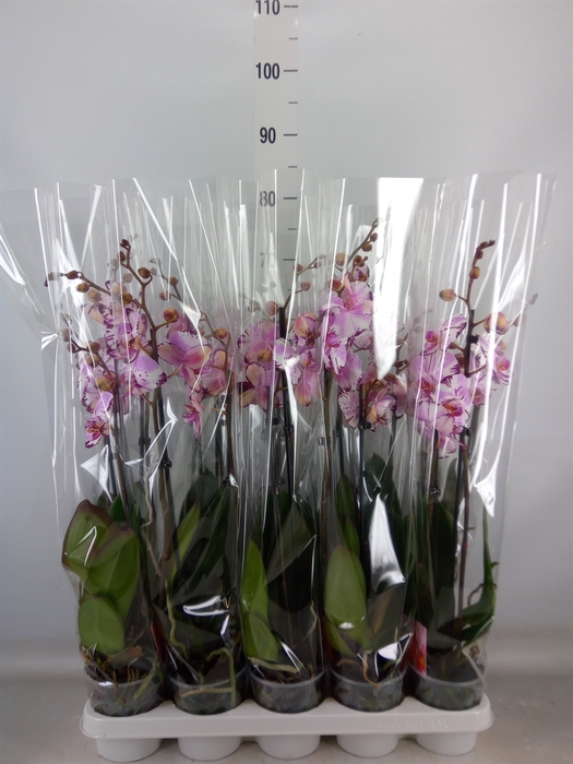 <h4>Phalaenopsis  'FC Magic Art'</h4>
