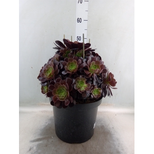 Aeonium arboreum 'Velours'