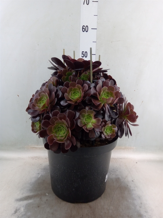 <h4>Aeonium arboreum 'Velours'</h4>