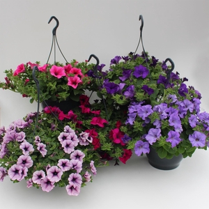 Petunia  'Surfinia'   ...mix