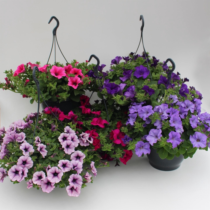 <h4>Petunia  'Surfinia'   ...mix</h4>