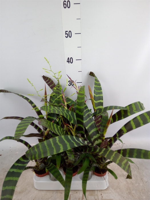 <h4>Bromelia   ...mix</h4>