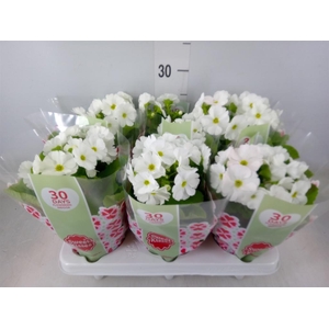 Primula obcon. 'Touch Me White'
