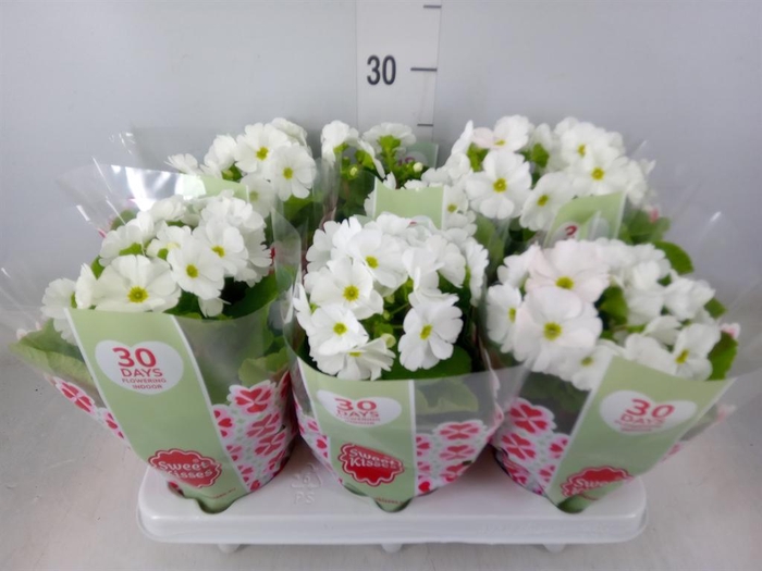 <h4>Primula obcon. 'Touch Me White'</h4>