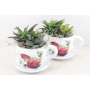 arr2 JS - Succu. Kop/schotel x6