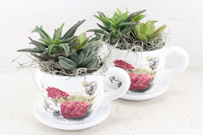 <h4>arr2 JS - Succu. Kop/schotel x6</h4>