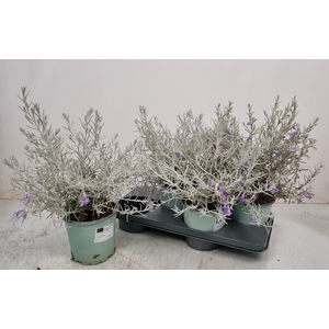 EREMOPHILA NIVEA