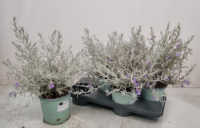 <h4>EREMOPHILA NIVEA</h4>