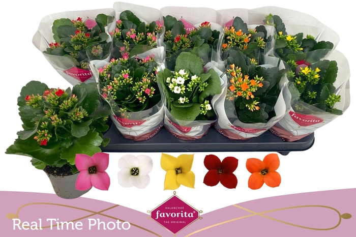 <h4>KAL EN GEM 5 KL</h4>