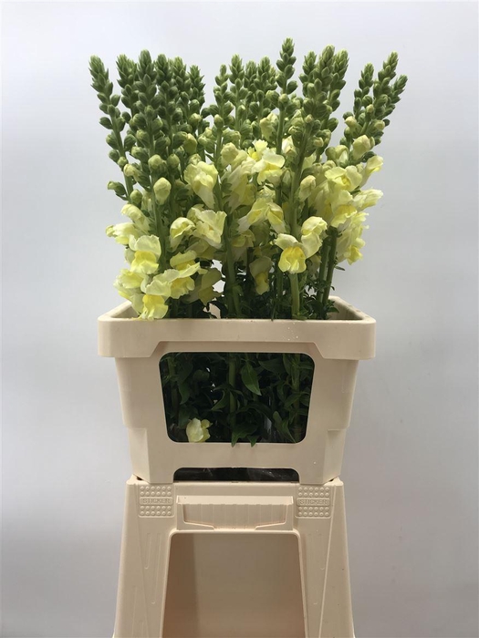 <h4>ANTIR YELLOW</h4>