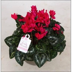 CYCL GR LOVE MOMENTS