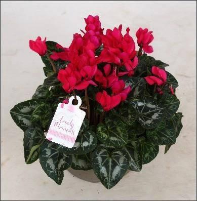 <h4>CYCL GR LOVE MOMENTS</h4>