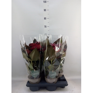 Anthurium andr. 'Delicata'