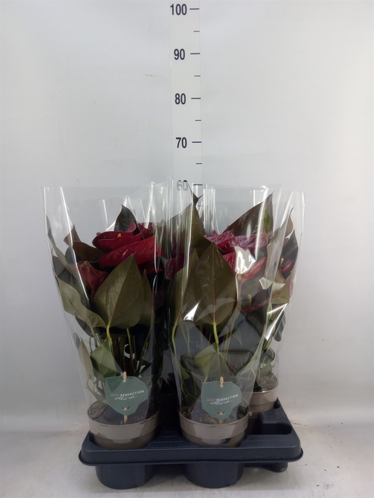 <h4>Anthurium andr. 'Delicata'</h4>