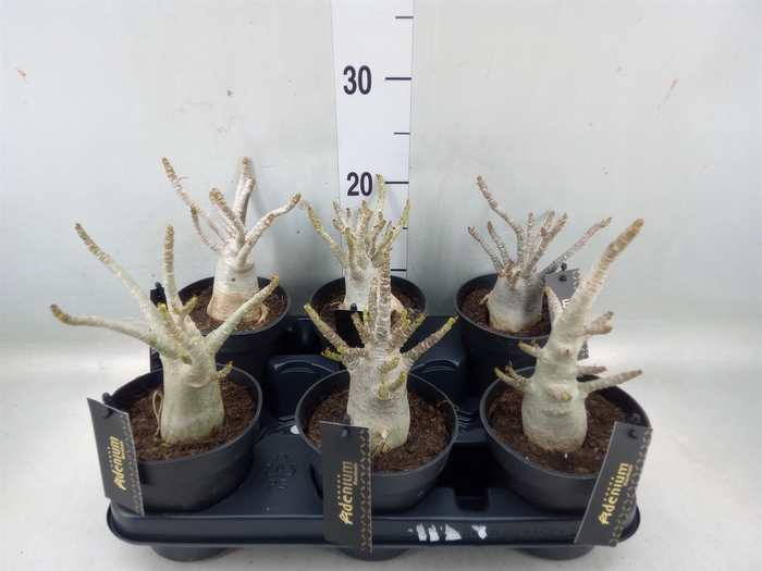 <h4>Adenium NB 'Ansu Baobab'</h4>