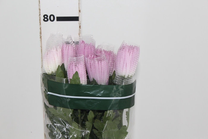 <h4>ANASTASIA CIPRIA 080 CM LILAS</h4>