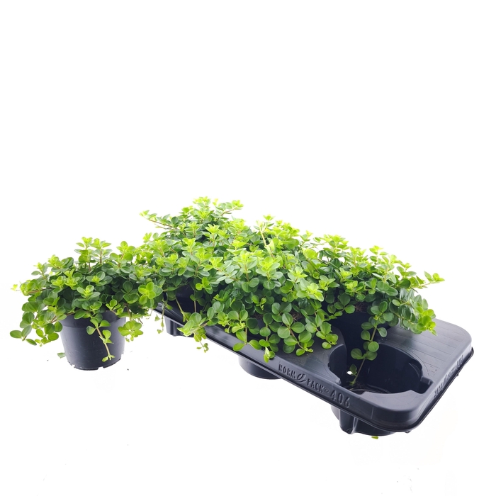 <h4>PEP ROTUNDIFOLIA</h4>