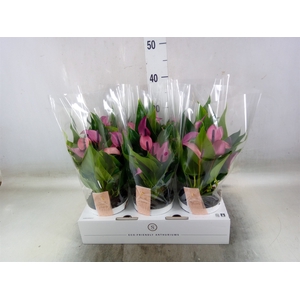 Anthurium  'Zizou'