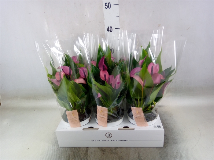 <h4>Anthurium  'Zizou'</h4>