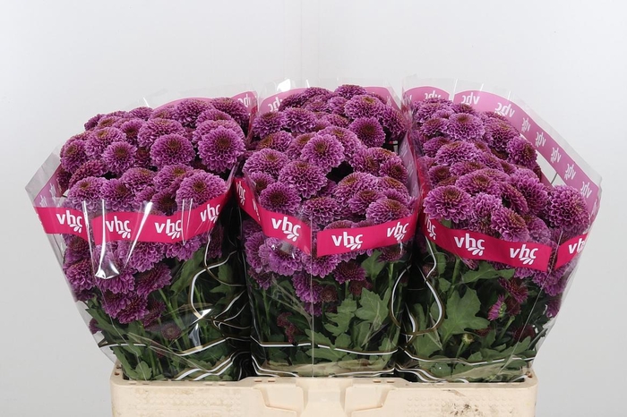 <h4>Chr San Aaa Doria</h4>