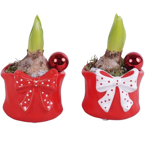 <h4>Christmas Arr. Hyacint Ceramic Pot Dotted Bow Red Ø09cm 1PP</h4>