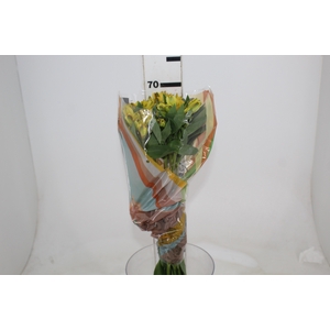 ALSTROEMERIA CARIBBEAN 070 CM