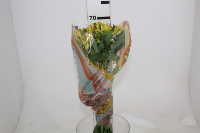 <h4>ALSTROEMERIA CARIBBEAN 070 CM</h4>