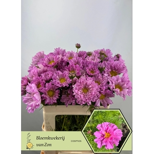 COSMOS BIPINNATUS