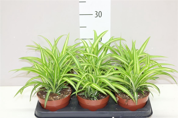 <h4>Chlorophytum Co Variegatum</h4>