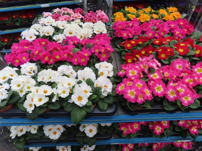 <h4>PRIM AC MIXK</h4>