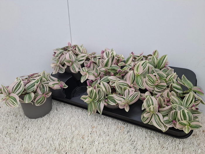 <h4>TRAD FL PINK HILL</h4>