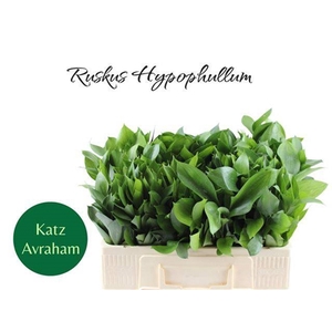 RUSCUS HYPOPHYLLUM