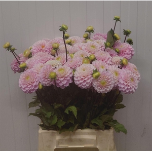 Dahlia Ball Wizard Of Oz