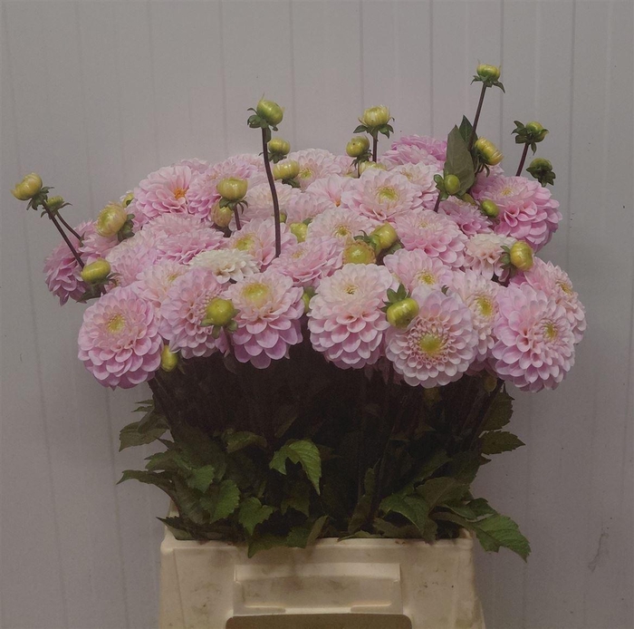 <h4>Dahlia Ball Wizard Of Oz</h4>