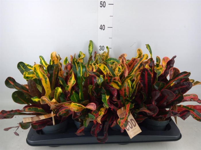 <h4>Codiaeum var. GR 'Mammi'</h4>