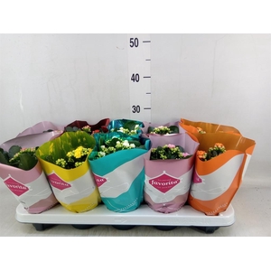 Kalanchoe blos. 'Perfecta'  ..mix 5