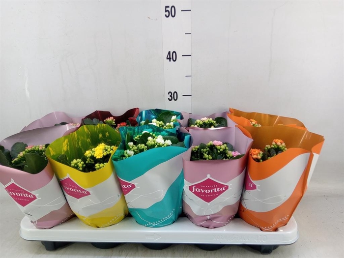 <h4>Kalanchoe blos. 'Perfecta'  ..mix 5</h4>
