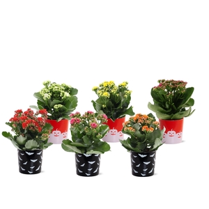 Kalanchoë 6 color mix in Halloween Bat + Pumpkin ceramics