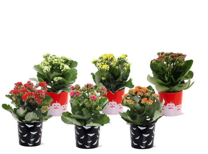 <h4>Kalanchoë 6 color mix in Halloween Bat + Pumpkin ceramics</h4>