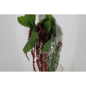 AMARANTHUS VINHO