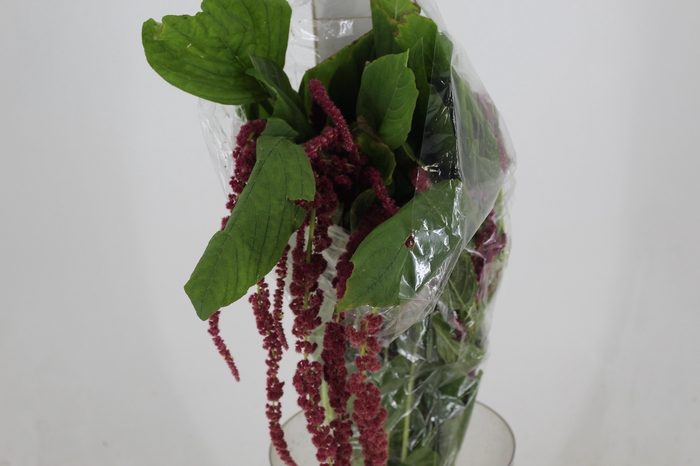 <h4>AMARANTHUS VINHO</h4>