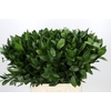 Ruscus Hypophyllum
