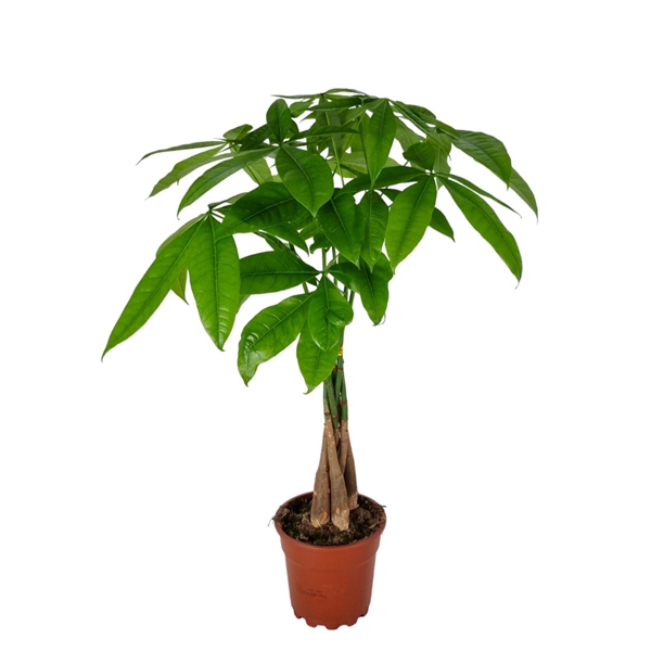 <h4>Pachira Aquatica 17 cm</h4>